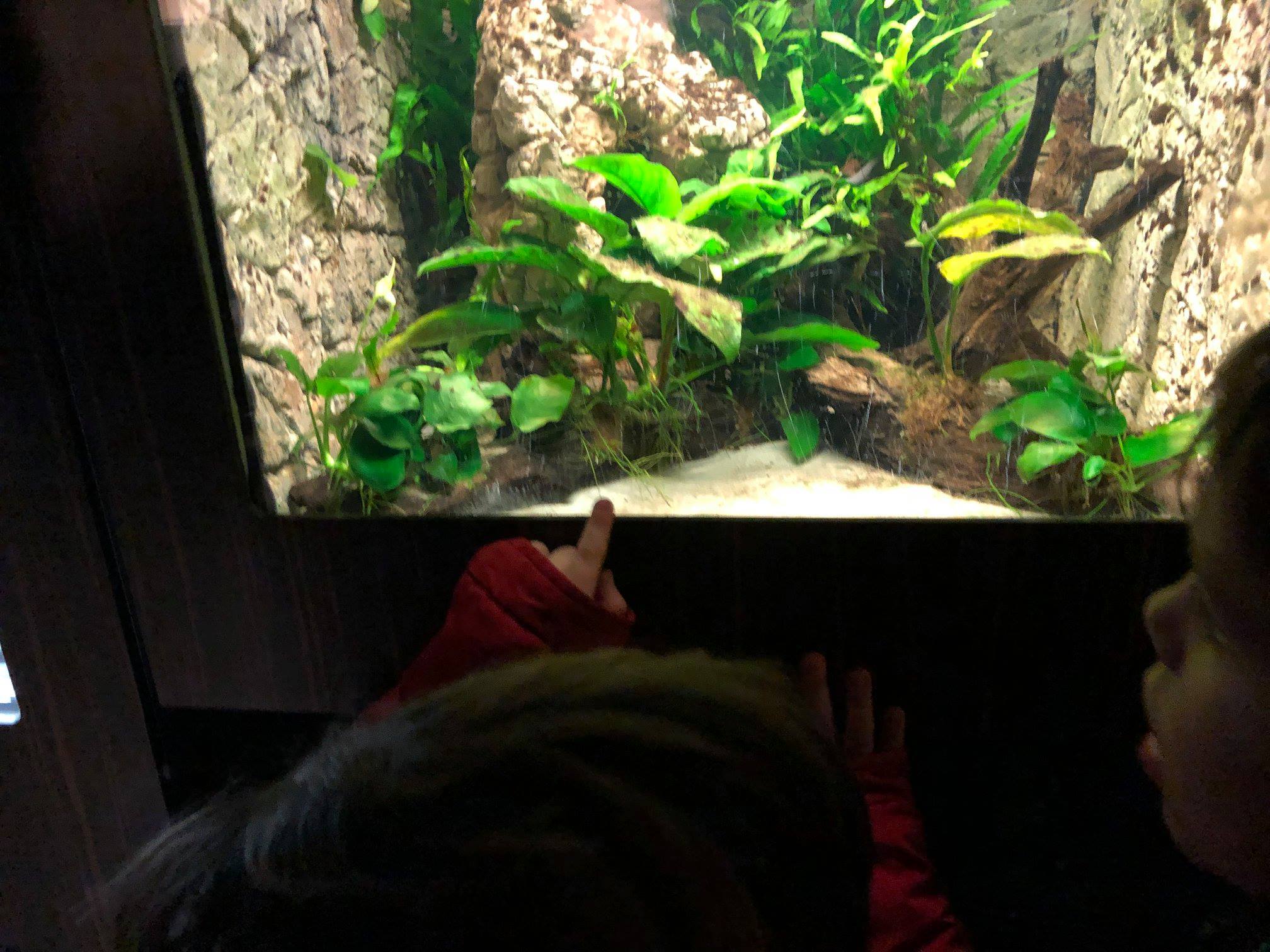 Sint-Martinus den XIIde - Zoo Antwerpen Kapoenen